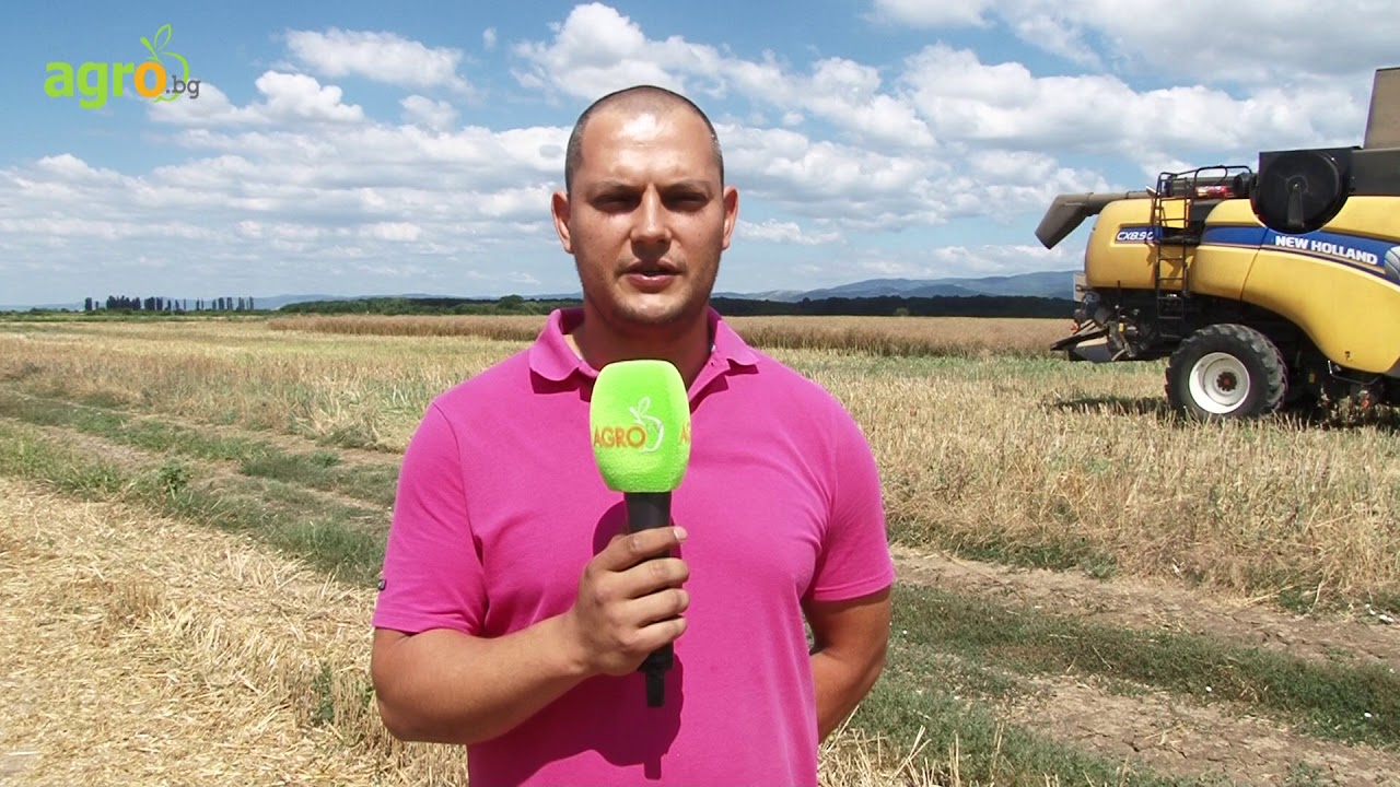 Жътва на рапица с комбайн New Holland СХ 8.90 в с. Събрано, клиент СТУДИО С