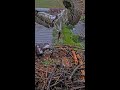 Meet "Clark" The Osprey, Iris's Mate At The Hellgate Osprey Nest
