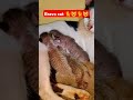 Cat #cat #cats #catlover #catvideos #catshorts #catlovers brev cat