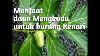 Manfaat daun mengkudu untuk burung Kenari