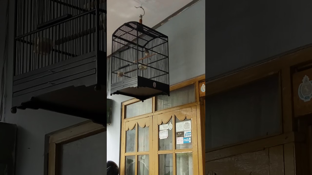 BURUNG KENARI STARBLU 