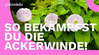 Ackerwinde: So kannst du sie bekämpfen