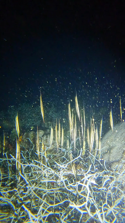 LIGHT PILLARS #nightspearfishingphilippines