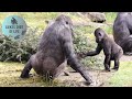 SEEING GORILLA KIANGO AFTER 5 MONTHS AND HE HAS MADE A FRIEND