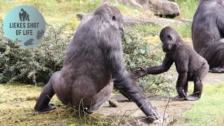 SEEING GORILLA KIANGO AFTER 5 MONTHS AND HE HAS MADE A FRIEND