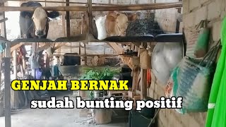 Ciri ciri sapi indukan genjah cepat bunting#