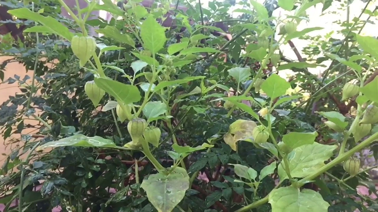 Nirpathuve Nadapathuve cover female version of mine