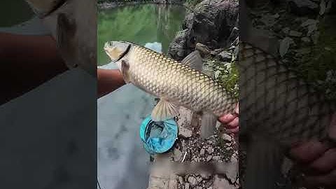 Câu cá trong tự nhiên có gì/Phần 22/ sancatv