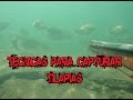 PESCA SUB - TÉCNICAS PARA CAPTURAR TILÁPIAS - THYAGO SUB