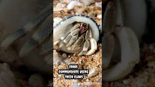Crabs communicate using their claws #facts #wildlife #shorts #shortsfeed #viral #trending #ytshort