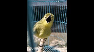 BURUNG SIRTU/CIPOW GACOR || NGEROL NGAMUK