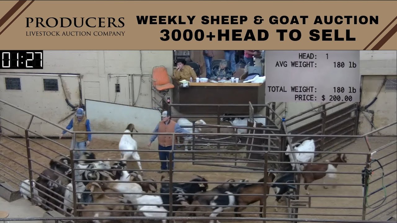 1/3/2023 Producers Livestock Auction Company Sheep & Goat Auction YouTube