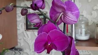 Новинки орхидей,пересадка Равелло и Посейдон