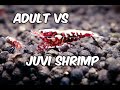 Juvenile vs  Adult Caridina Shrimp: Why the Younger Ones Reign Supreme