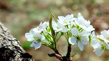 آيات من سور النساء || القارئ زياد العمر