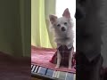 口笛の音に反応している仕草が超可愛いぶさかわチワワのユキ #shorts @heidiyuki