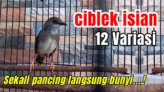 PANCINGAN EMOSI CIBLEK KRISTAL GACOR ISIAN NGEBREN 12 VARIASI COCOK UNTUK MASTERAN BREN FULL MEWAH!