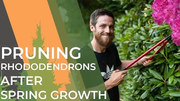 Watch This Before Pruning Your Rhododendrons | Don