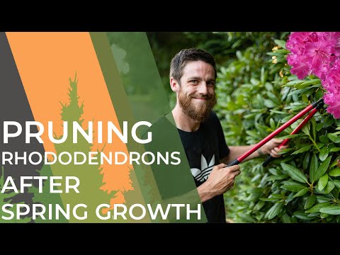 Videó: A rhododendron metszésének útmutatója: Hogyan vágjunk le egy rododendroncserjét