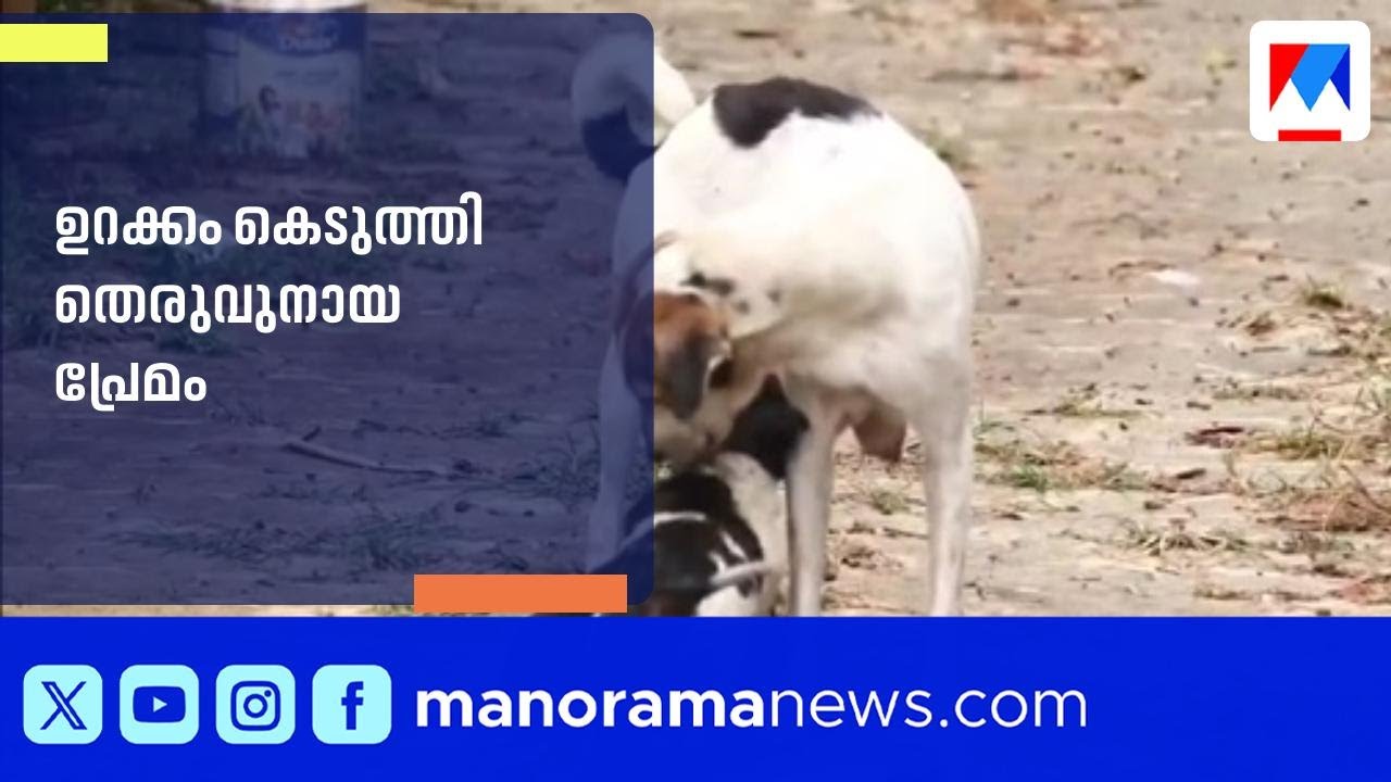 പൊലീസുകാരിയുടെ തെരുവുനായ വളര്‍ത്തല്‍; പൊറുതിമുട്ടി അയല്‍വാസികള്‍‌ | Police Officer Raises Stray Dogs