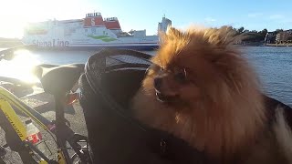 Pomeranian Dog pretending to be on a Boat by Vickynga 5 views 1 year ago 1 minute, 25 seconds