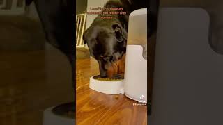 Lovepluspet Dudepet Automatic Wi-Fi Pet Feeder With Camera