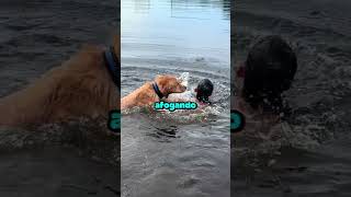 Ele não pode nadar!!  #curiosidade #actionvideo