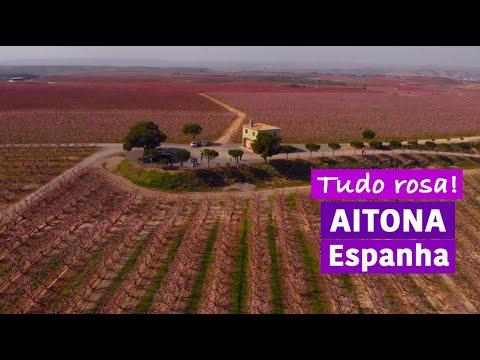 Um inacreditável mar rosa de flores na Espanha (Aitona)