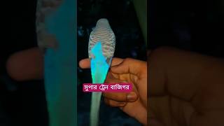 সুপার টেন #birds #lovebird #foryou #baazigar