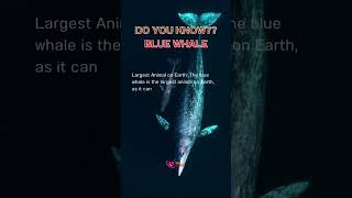 أكبر حيوان على الأرض الحوت_الأزرق