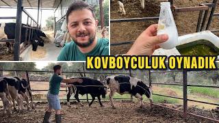 Serbest Yemlemeye Geçti̇m Danaya Yem Çarpti.