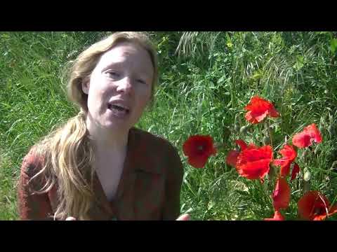 Video: Hoe De Papaver Te Veranderen?