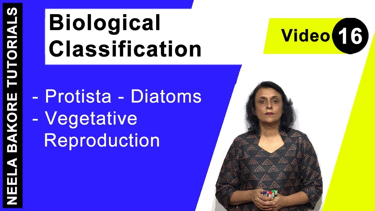 Biological Classification | NEET | Protista - Diatoms - Vegetative Reproduction | Neela Bakore