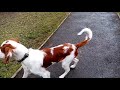 Irish red and white Setter puppy training の動画、YouTube動画。