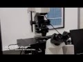 Nikon Ti Eclipse Confocal Microscope - Fluorescence Imaging