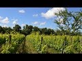 Lagroforesterie en viticulture