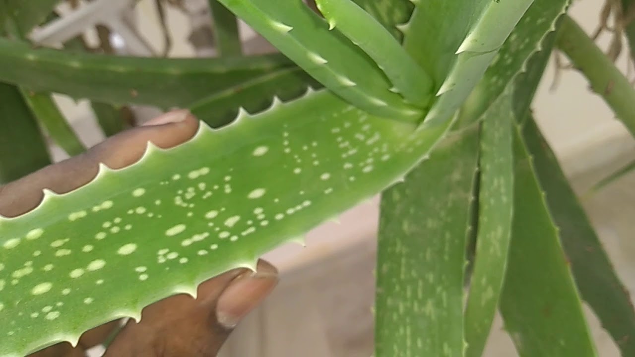 Aloe vera medicinal uses YouTube