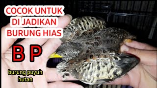 CARA MEMBEDAKAN JANTAN DAN BETINA BURUNG PUYUH HUTAN