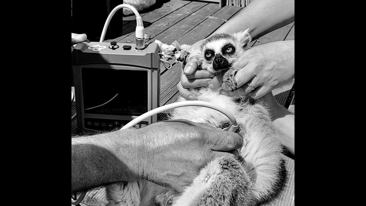 ReproScan Flexx Ultrasound Equipment -ideal for mixed practiced Vet