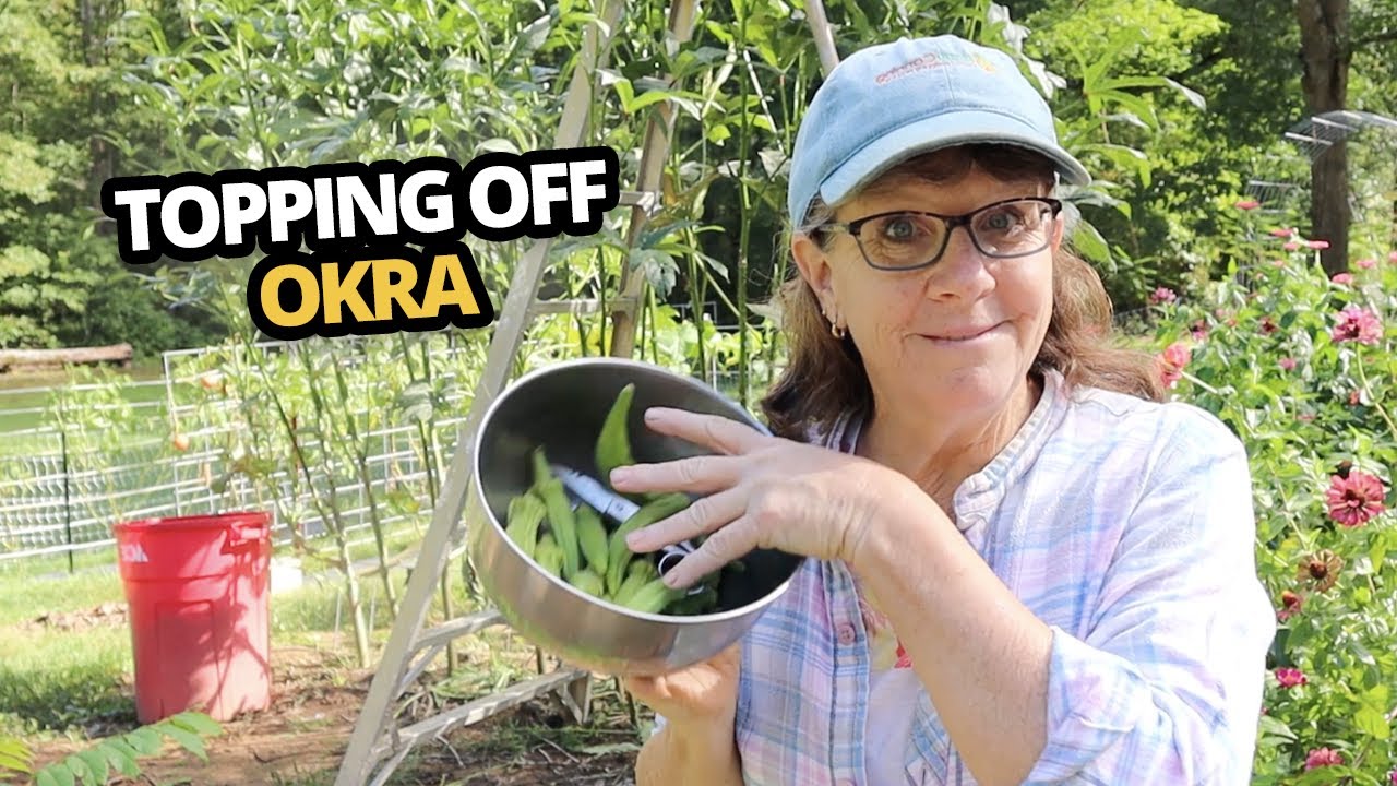 How to top okra. Pruning okra for easier harvest. YouTube