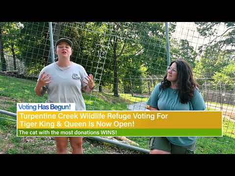 International Tiger Day 2024 at Turpentine Creek