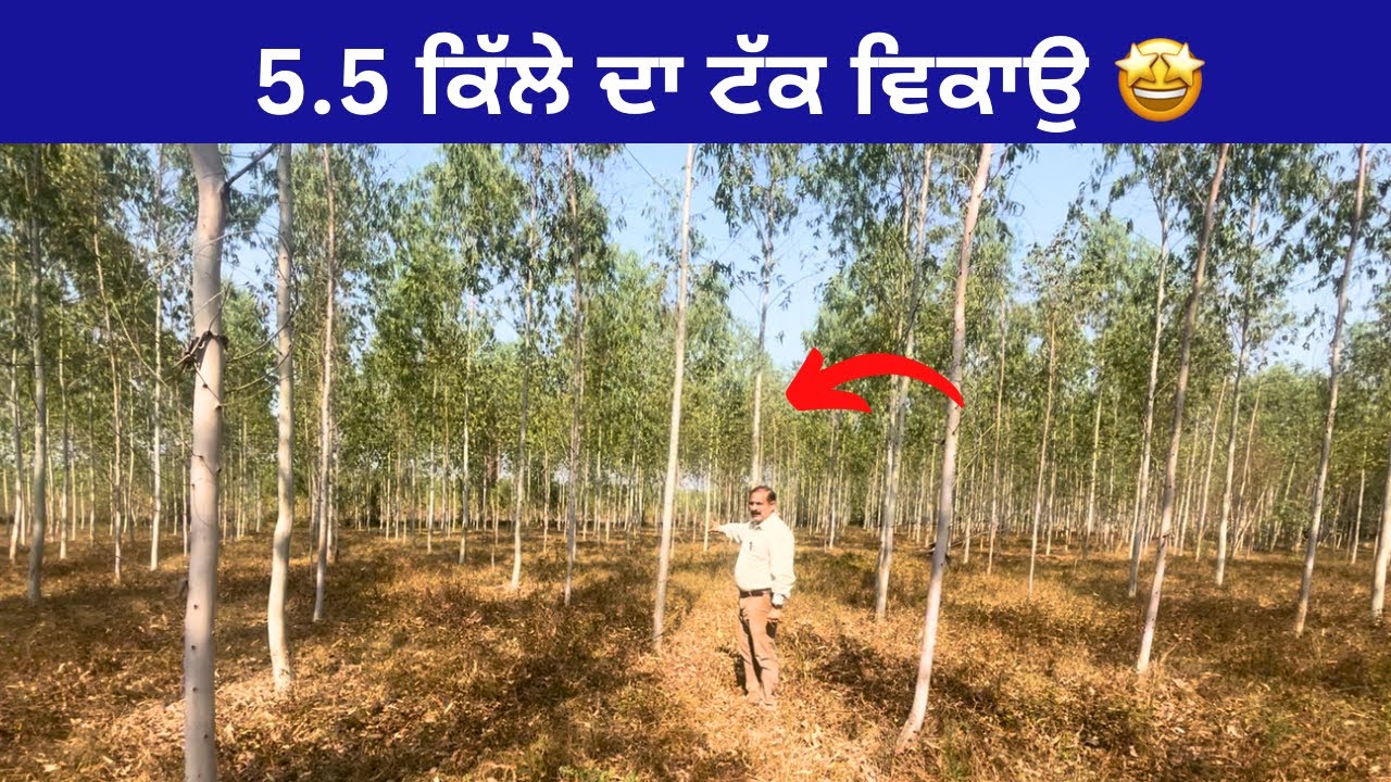 5.5 acres agricultural land  for   in Punjab Hoshiarpur district Video no: 156