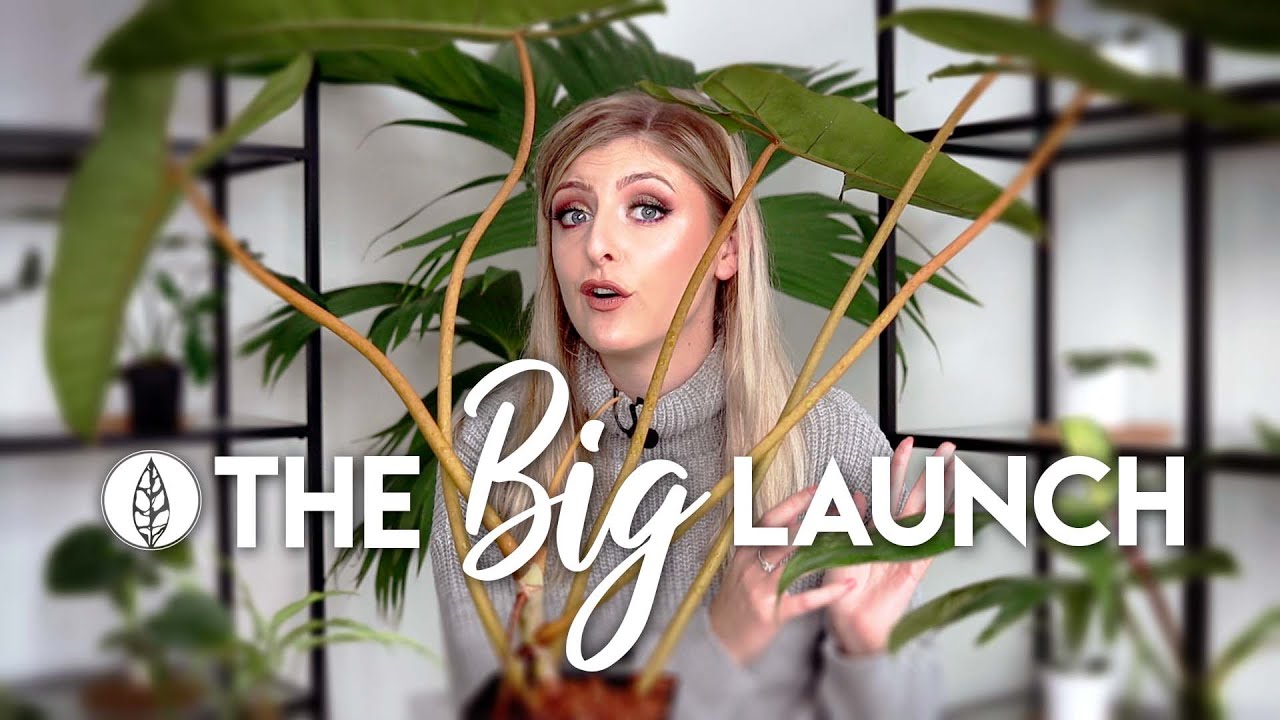 The Rare Plant Shop Launch! | Information & Plant Demo!