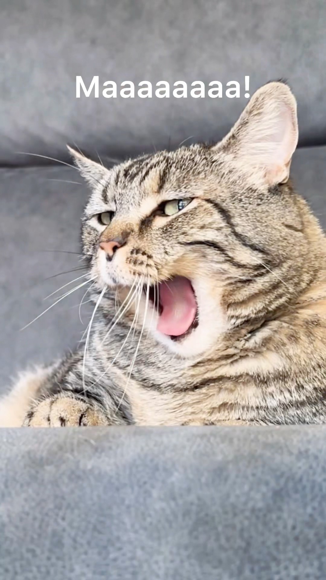 Not again! Betty! #talkingcat