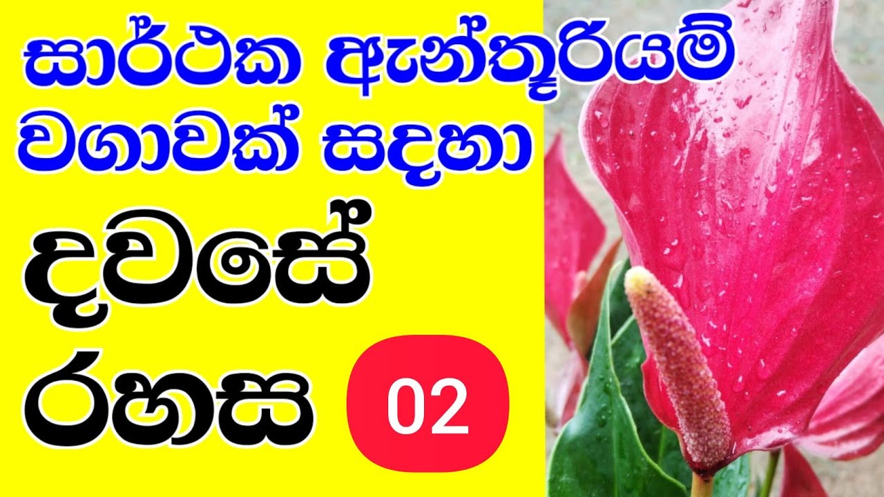 anthurium wagawa sinhala beautiful anthurium ඇන්තූරියම් වගාව YouTube