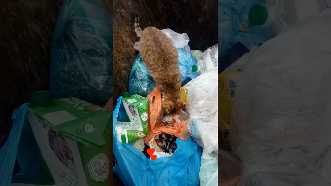 УЛИЧНЫЙ КОТИК Street Cats and Kittens ❤️🙏