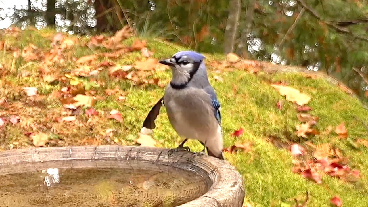 나도 모르게 정이 많이 들어버린 블루제이