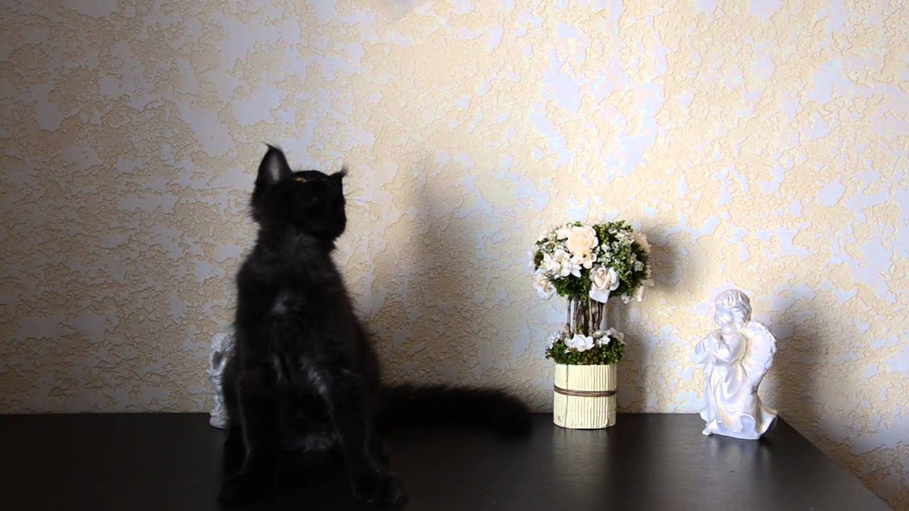 Черный солид питомник мейн кунов "Amerkun" Колумбо