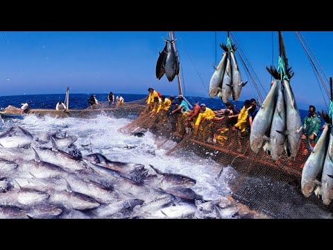 Everyone should watch this Fishermen&rsquo;s video - Big Catch Hundreds Tons Fish With Modern Big Boat