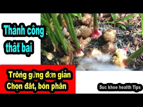 Cách trồng gừng, Chọn đất soil, bón phân fertilizer, DỄ TRỒNG | Foci